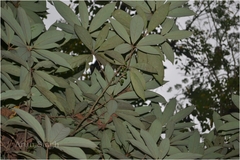 Actinodaphne angustifolia